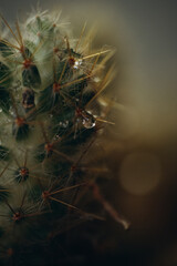 macro photography cactus closeup with water drops, selective focus