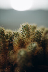 macro photography cactus closeup with water drops, selective focus
