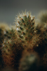 macro photography cactus closeup with water drops, selective focus