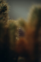 macro photography cactus closeup with water drops, selective focus