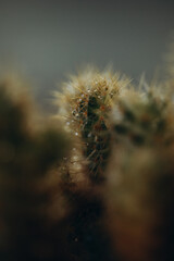 macro photography cactus closeup with water drops, selective focus