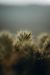 macro photography cactus closeup with water drops, selective focus