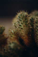 macro photography cactus closeup with water drops, selective focus