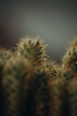 macro photography cactus closeup with water drops, selective focus