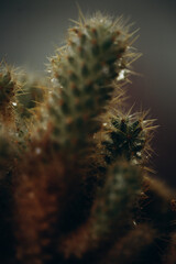 macro photography cactus closeup with water drops, selective focus