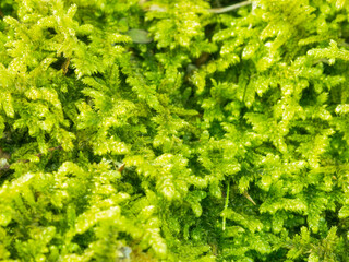 冬の朝　苔のクローズアップ11