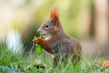 Eichhörnchen auf der Wiese frisst Löwenzahn