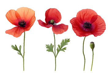 Three red poppies in various stages of bloom isolated on PNG background