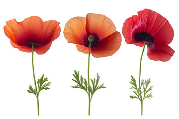 Fototapeta premium Three red poppies in various stages of bloom isolated on PNG background