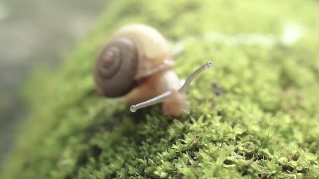 snail on the grass