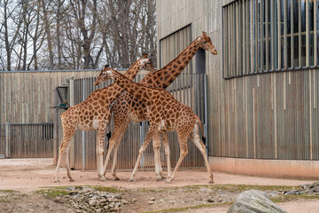 Cute giraffes show love and care for each other. Wild animal behavior, animal with long neck,...