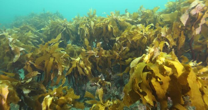 Kelp algae, Laminariales in the waters around Goat Island, Auckland, New Zealand. Many fish and other animals living around them. Practicing underwater sports. Diving under water. Summer vacation shot