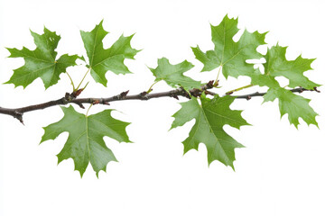 Fresh green maple leaves on branch isolated against white background