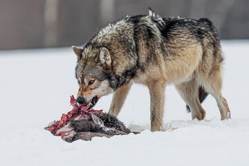 male Eurasian wolf (Canis lupus lupus) commands respect