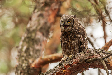 The spotted eagle-owl (Bubo africanus), also known as the African spotted eagle-owl on a pine tree