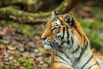 Siberian tiger (Panthera tigris tigris) close-up portrait