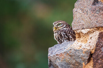 cute little owl (Athene noctua) in old masonry