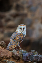 barn owl (Tyto alba) in the castle ruins