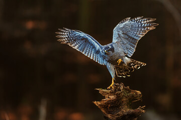 female The northern goshawk (Accipiter gentilis) coming in for a landing