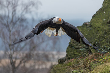 female bald eagle (Haliaeetus leucocephalus) in flight to the rocks