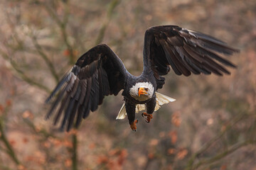 female bald eagle (Haliaeetus leucocephalus) detail in flight