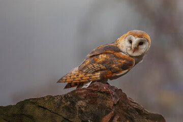 barn owl (Tyto alba) on the stones of the rocks