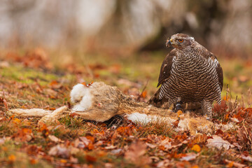 female The northern goshawk (Accipiter gentilis) with a dead hare