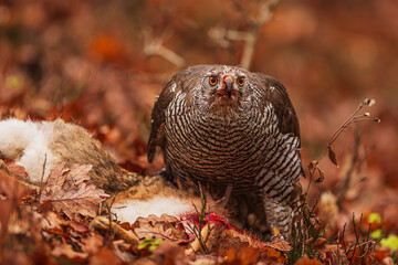 female The northern goshawk (Accipiter gentilis) very close to the prey