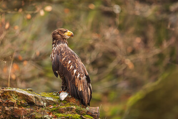 female White-tailed eagle (Haliaeetus albicilla) on a rock with a fish