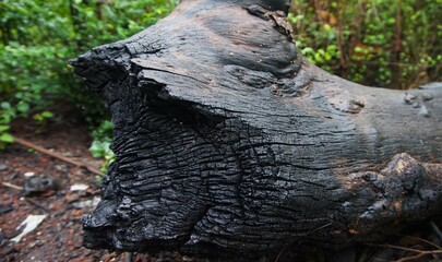 photo of a black tree trunk due to being burned