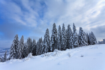 snow covered trees