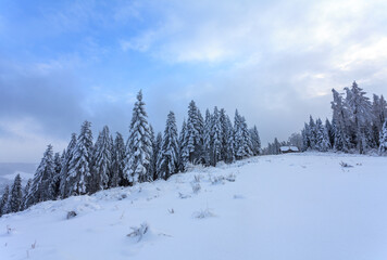 snow covered trees