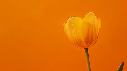 A single yellow tulip against a vibrant orange background, close-up shot, Abstract style
