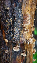 Schizophyllum commune or grigit fungus is found on dead and rotting tree trunks. This fungus grows in clusters and is white in color.