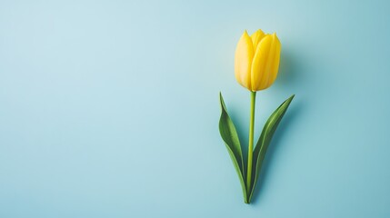 A single yellow tulip standing against a pastel blue background, close-up shot, Minimalist style