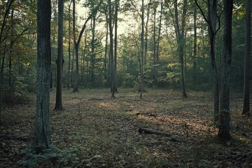 Fototapeta premium Quiet forest scene with sunlight filtering through tall trees, illuminating a serene clearing with sparse fallen leaves, evoking peacefulness and natural beauty.
