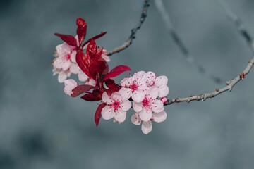 beautiful cherry blossom flower in springtime, sakura flower