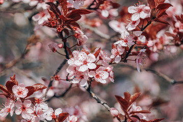 beautiful cherry blossom flower in springtime, sakura flower