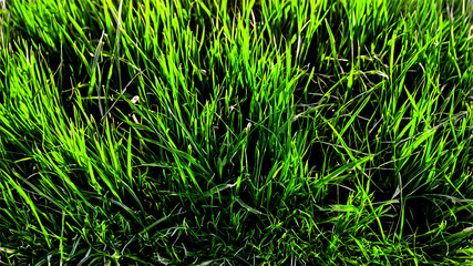 Obraz premium Lush green grass viewed from above showcasing vibrant textures and shades in a natural setting perfect for outdoor activities or landscaping ideas