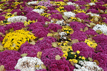 Massif de Chrysanth&egrave;mes en ext&eacute;rieur