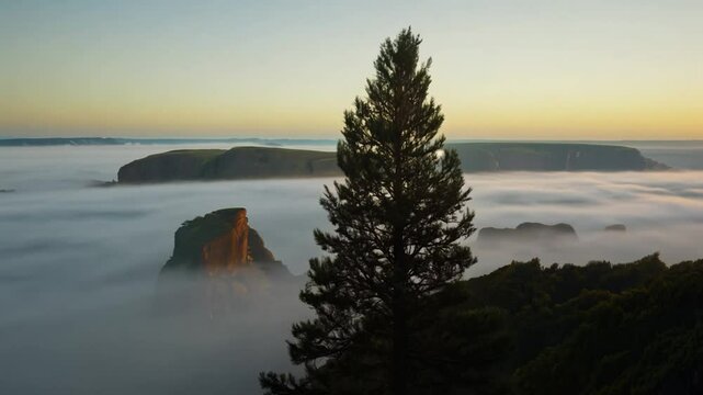 Cinematic video of a majestic cedar tree at dawn, on a misty cliff, with wind from the ocean