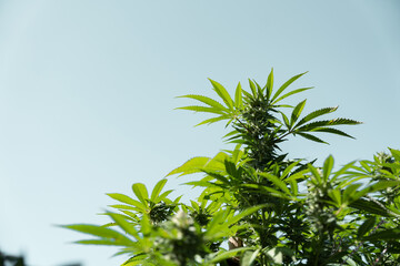 Lush Green Cannabis Plants Against a Clear Blue Sky in a Serene Outdoor Setting
