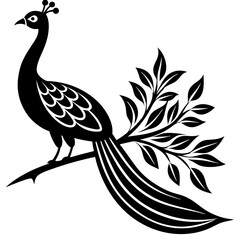 peacock feather isolated on white