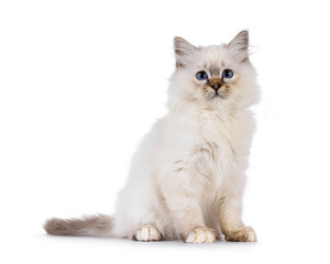 Cute Sacred Birman cat kitten, sitting up side ways. Looking attentive beside camera with bleu eyes. Isolated on a white background.