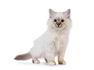 Cute Sacred Birman cat kitten, standing facing front. Looking attentive to the side with bleu eyes. Isolated on a white background.
