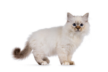 Cute Sacred Birman cat kitten,standing side ways. Looking attentive beside camera with bleu eyes. Isolated on a white background.