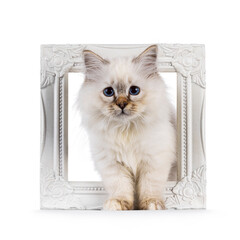 Cute Sacred Birman cat kitten, standign through white photo frame. Looking attentive straight to...