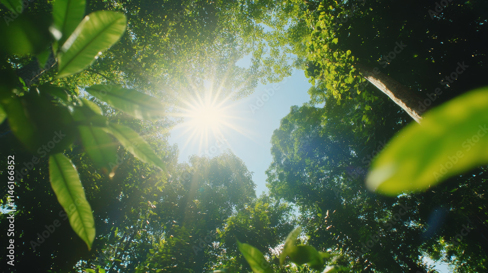 Poster sunlight filters through a dense forest canvas illuminating vibrant green foliage and creating a tra