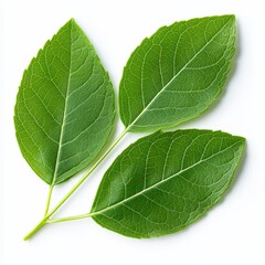 Obraz premium Three lush green leaves arranged symmetrically on a white background, perfect for natural product advertising, sustainability themes, or botanical studies