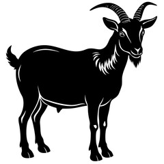 black and white goat